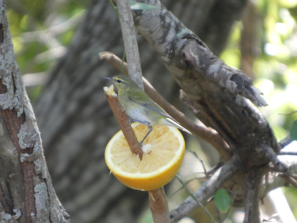 Tennessee Warbler - ML644840300