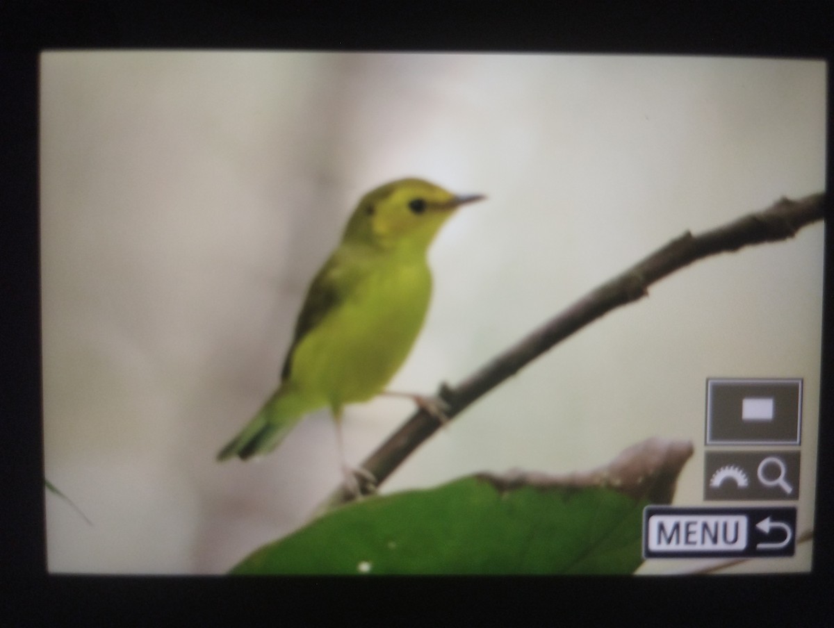 Wilson's Warbler - ML644840301