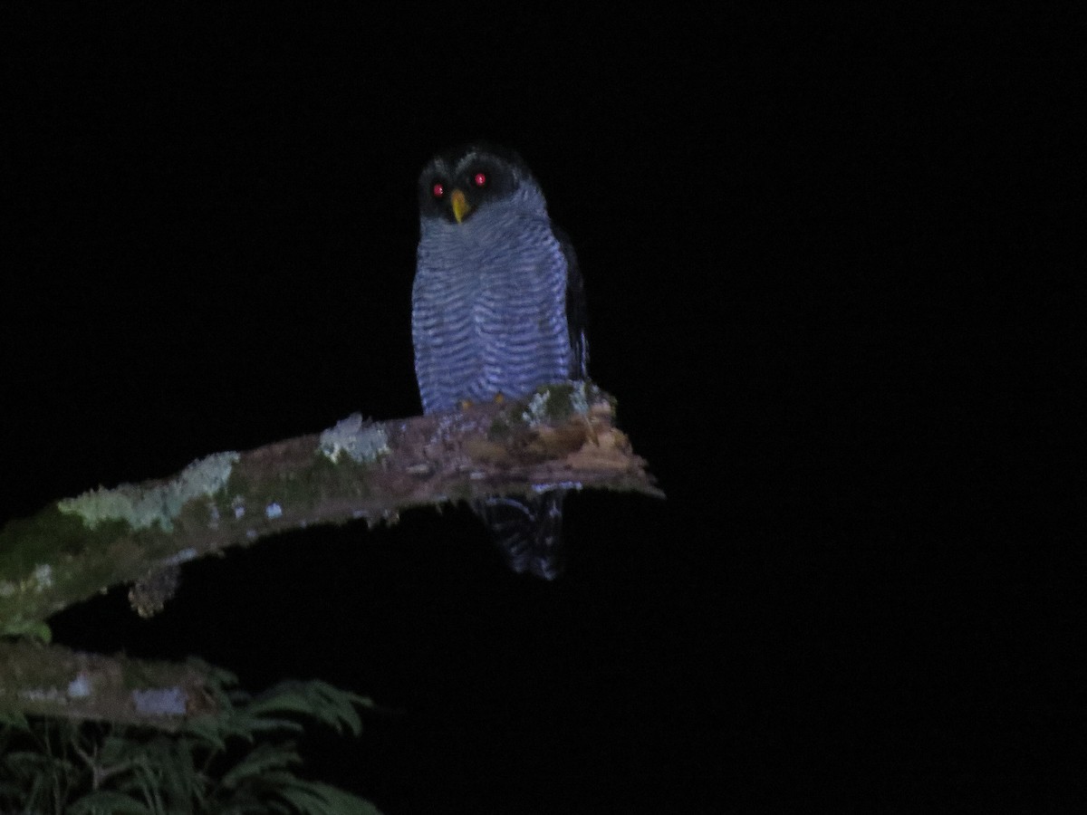 Black-and-white Owl - ML644840302