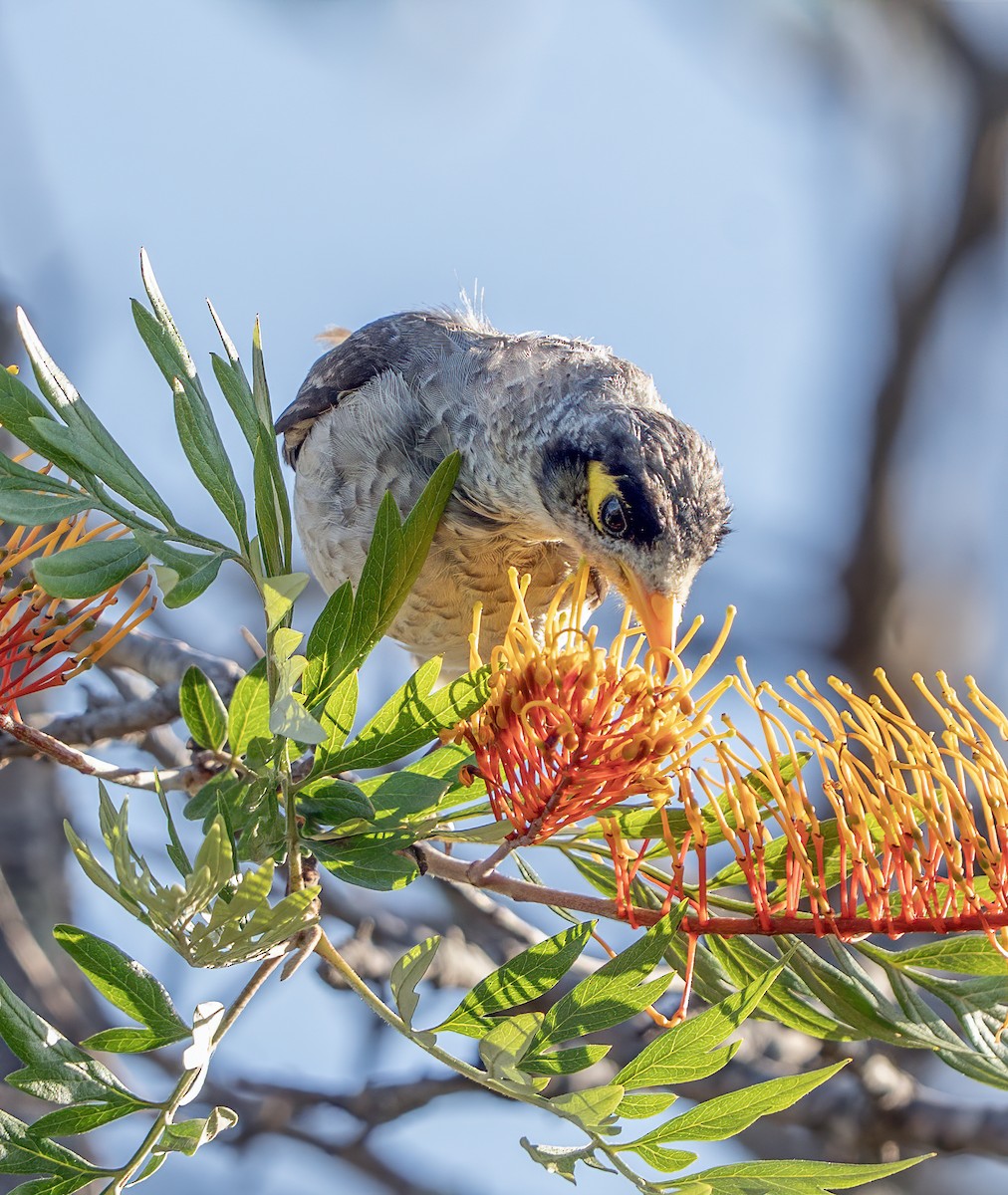 Noisy Miner - ML644840304