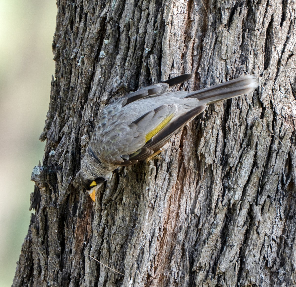 Noisy Miner - ML644840305