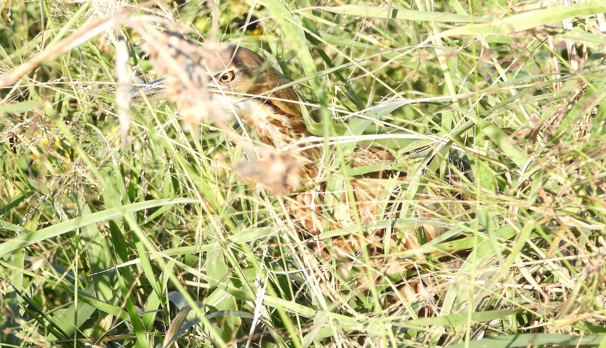 American Bittern - ML644840306