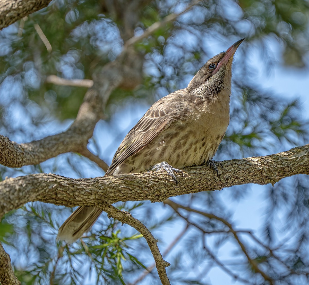 Spiny-cheeked Honeyeater - ML644840308