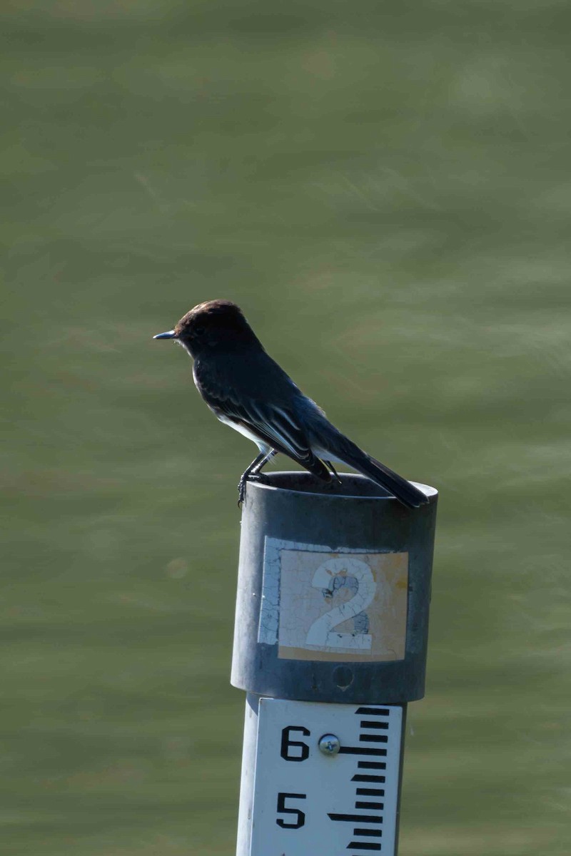 Black Phoebe - ML644840309