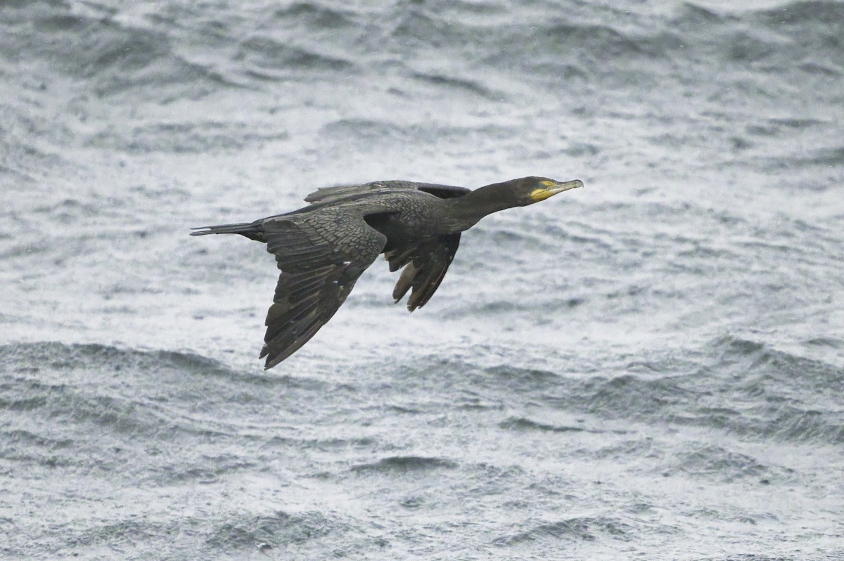 Double-crested Cormorant - ML644840310