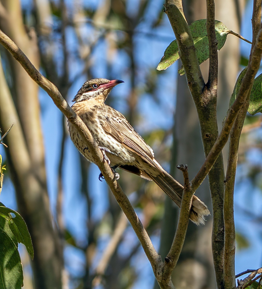 Spiny-cheeked Honeyeater - ML644840311