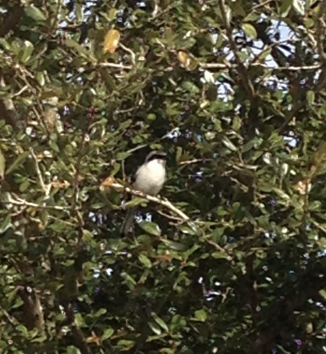 Loggerhead Shrike - ML644840312
