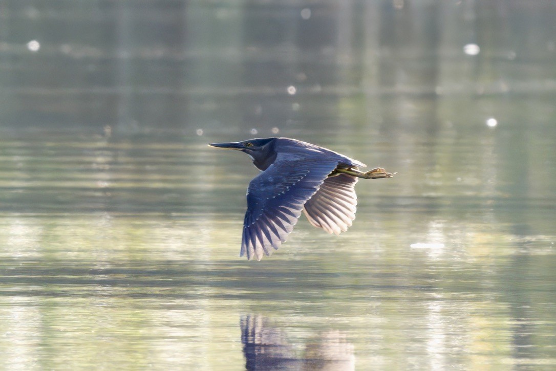 綠簑鷺 - ML644840313