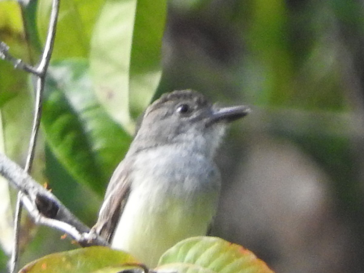 Short-crested Flycatcher - ML644840314