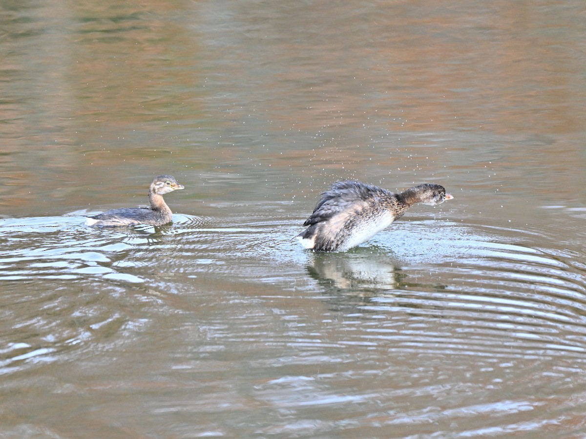 Pied-billed Grebe - ML644840315