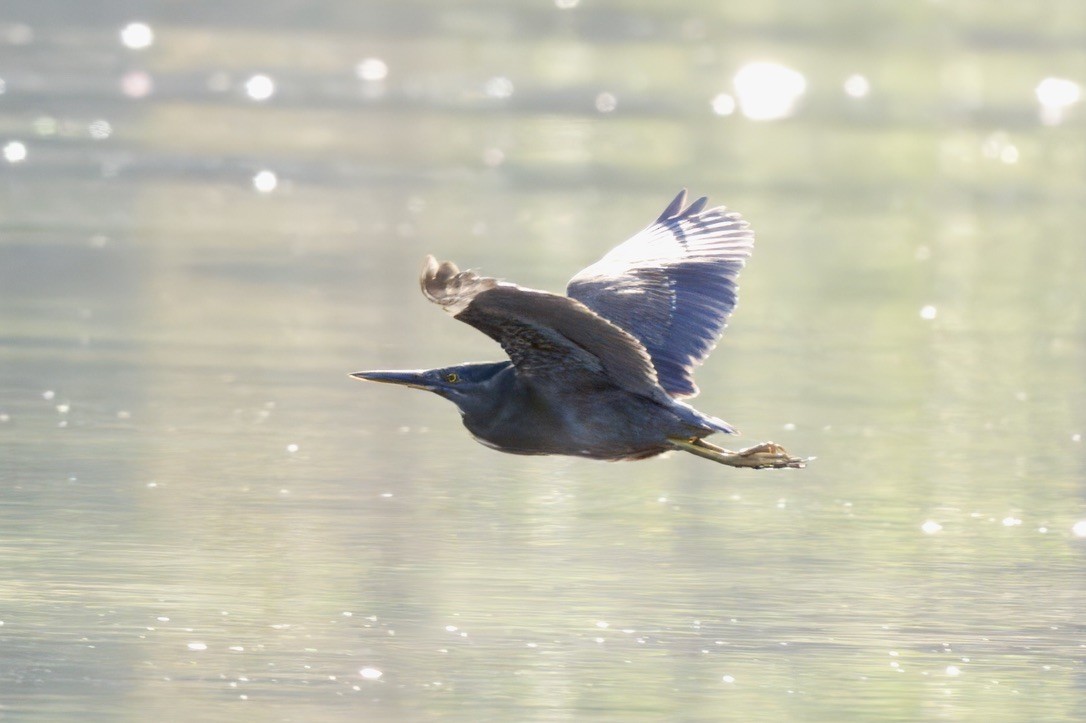 綠簑鷺 - ML644840316