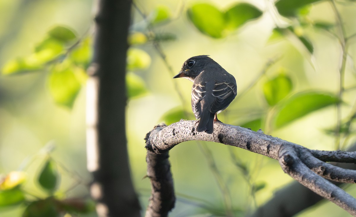 寬嘴鶲(dauurica) - ML644840320