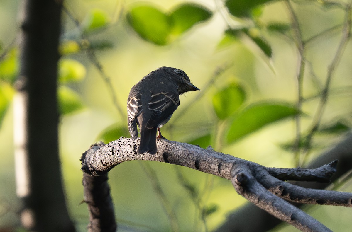 寬嘴鶲(dauurica) - ML644840321