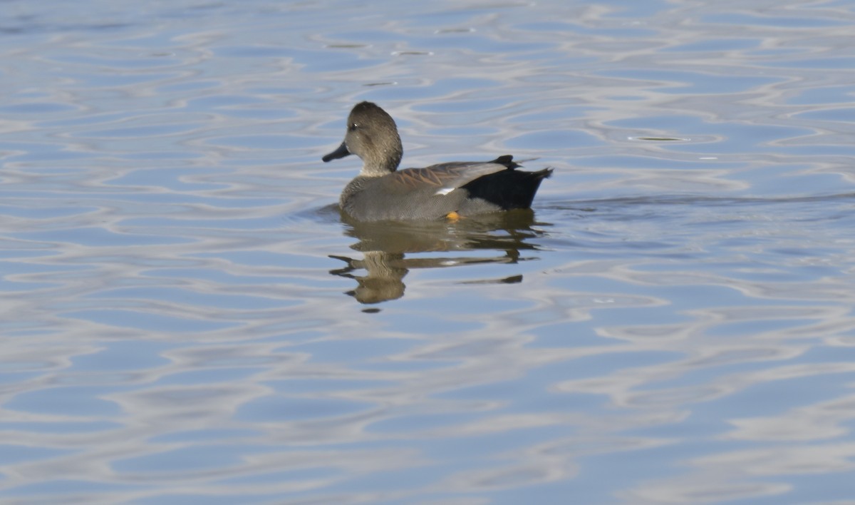 赤膀鴨 - ML644840322