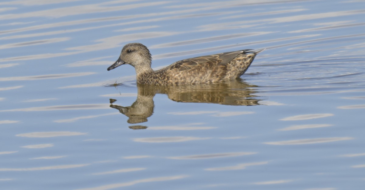 赤膀鴨 - ML644840323