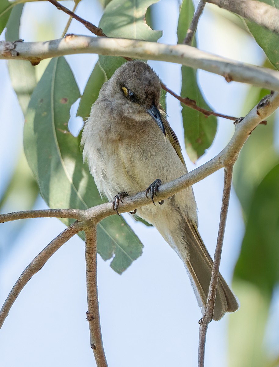 Brown Honeyeater - ML644840324