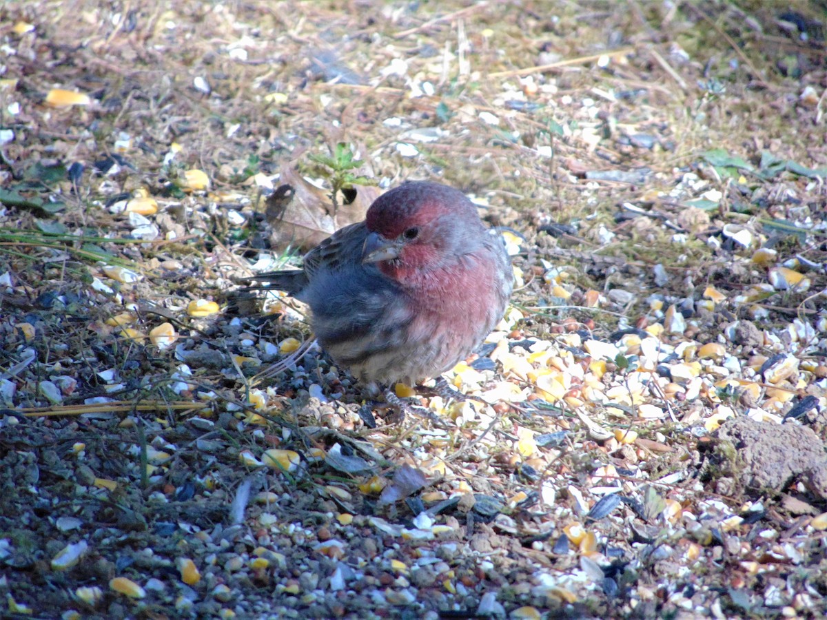 House Finch - ML644840327