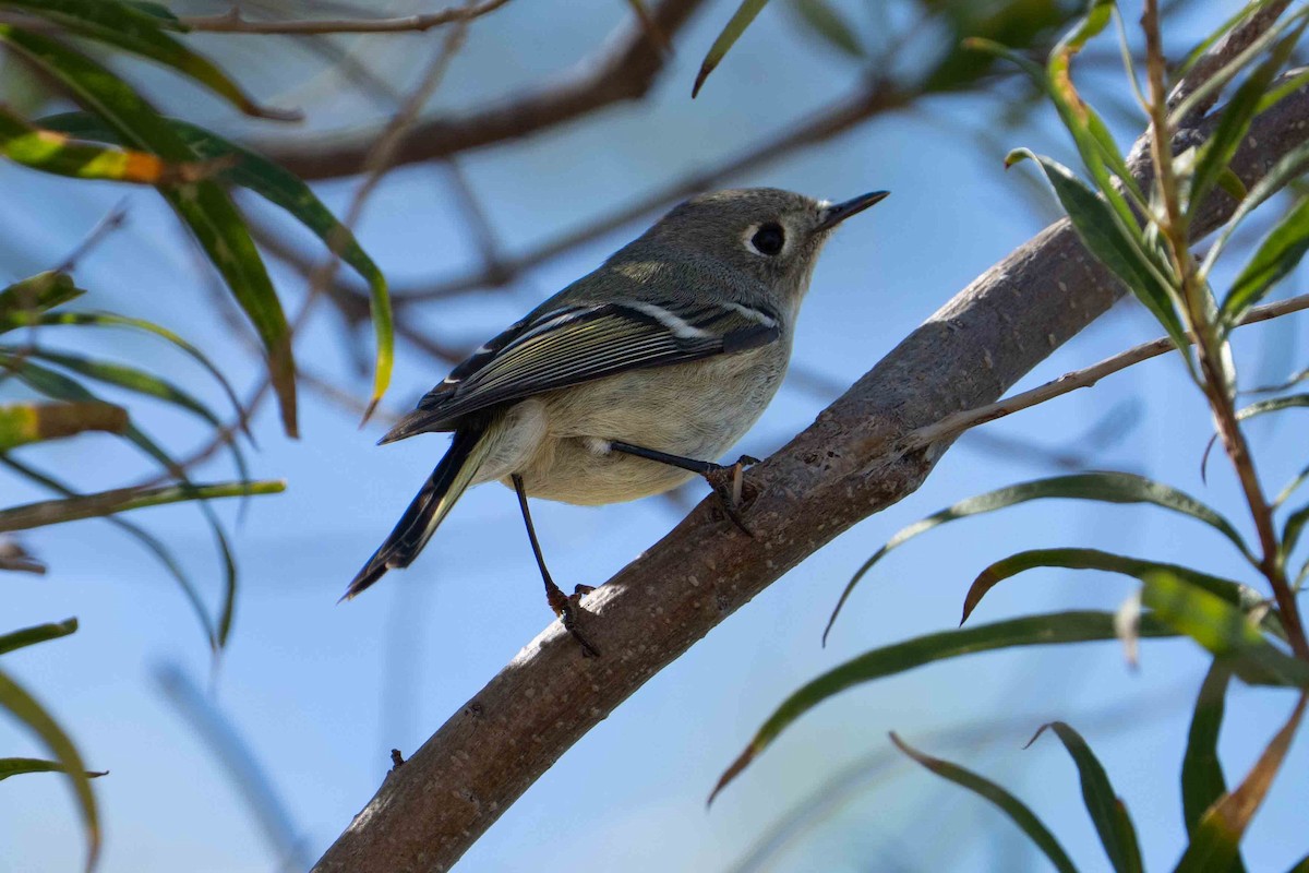 Ruby-crowned Kinglet - ML644840328