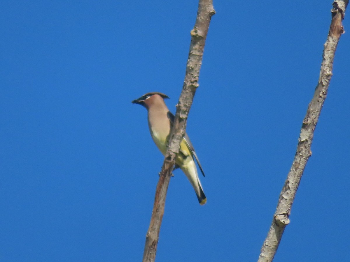 Cedar Waxwing - ML644840329