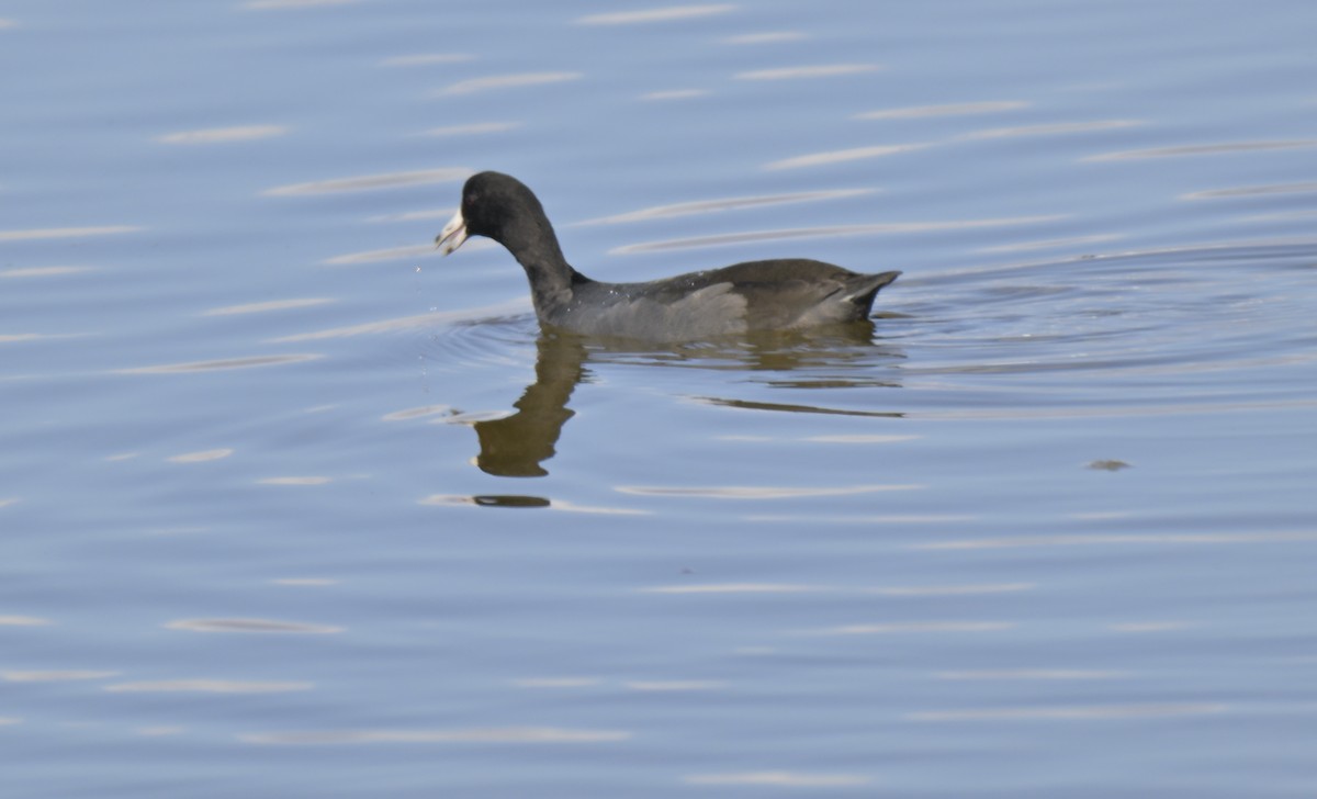 American Coot - ML644840330