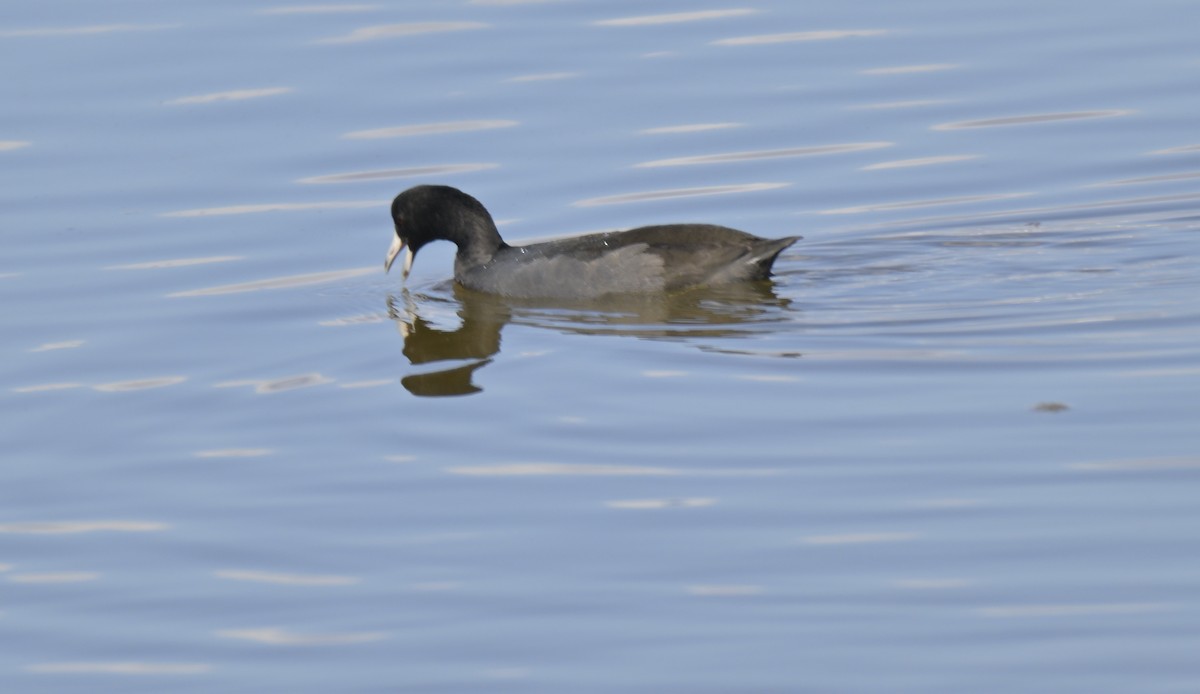 American Coot - ML644840331