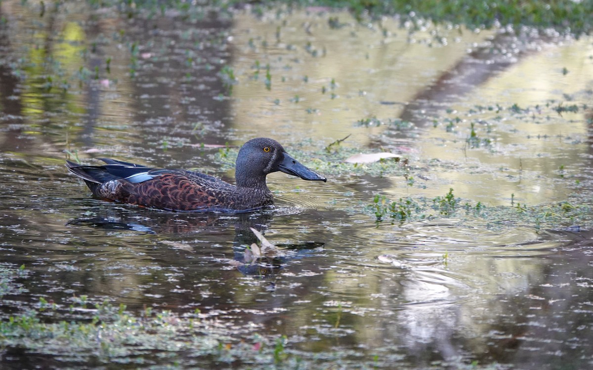 Australasian Shoveler - ML644840336