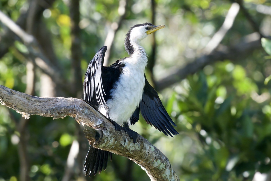 Little Pied Cormorant - ML644840337