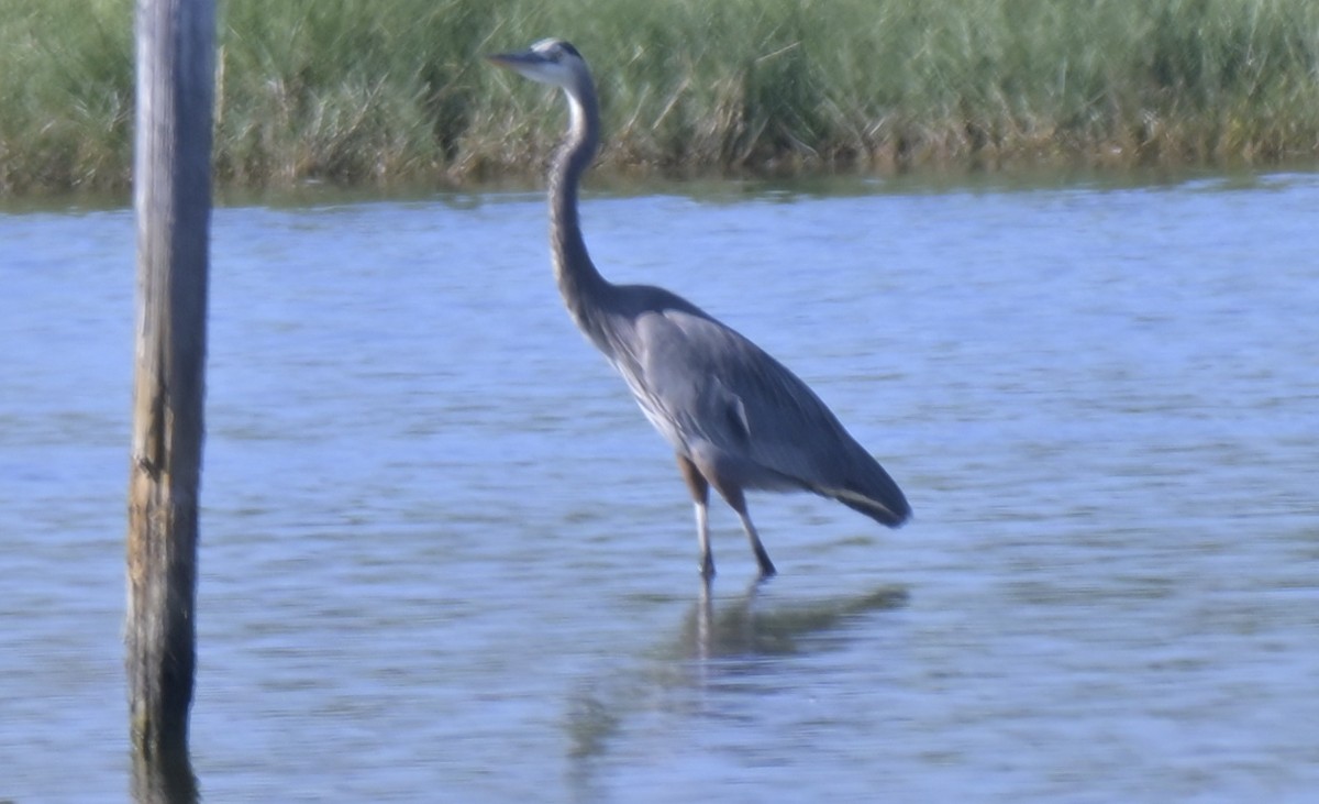 Great Blue Heron - ML644840338