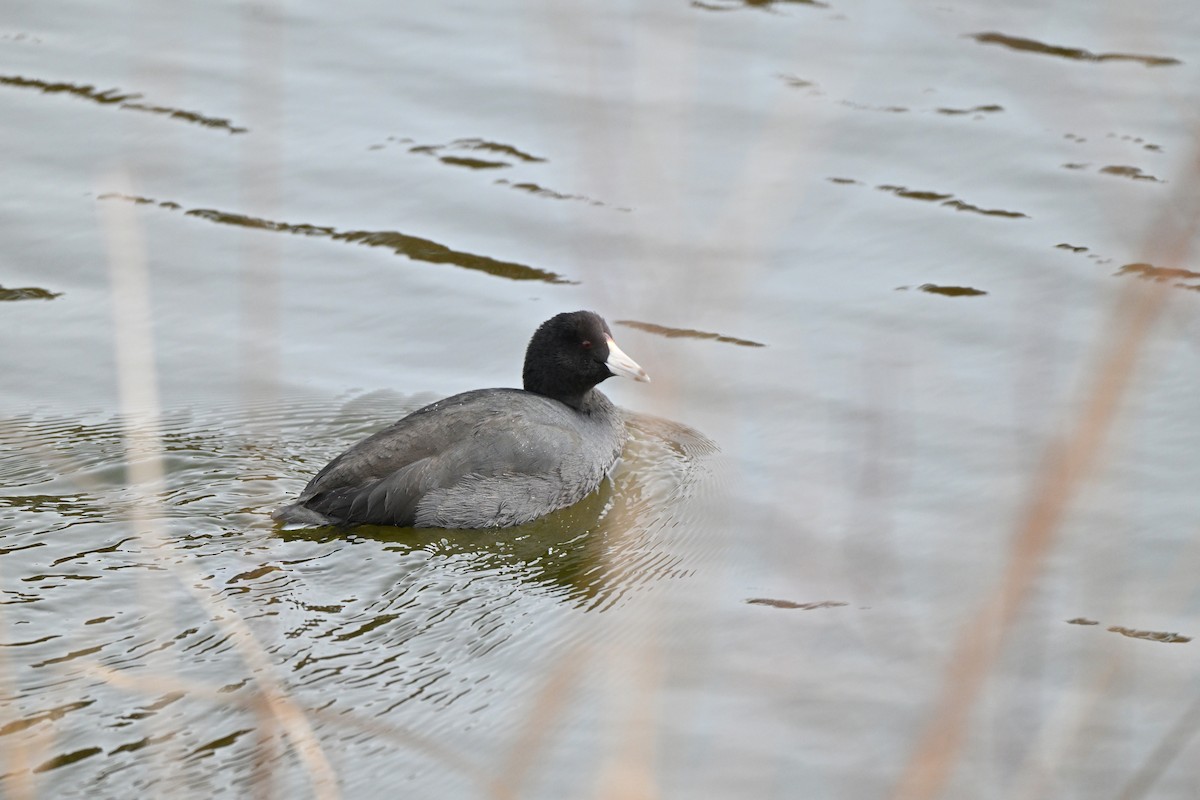 American Coot (Red-shielded) - ML644840339