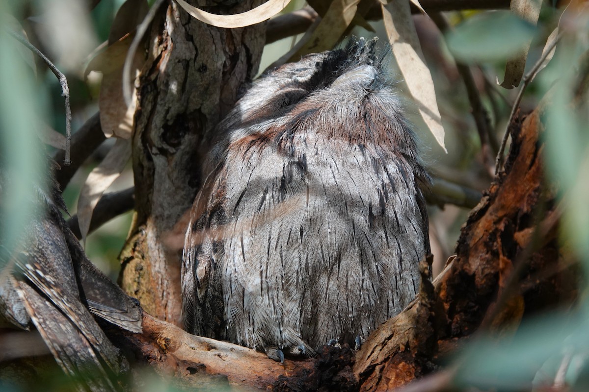 Tawny Frogmouth - ML644840344