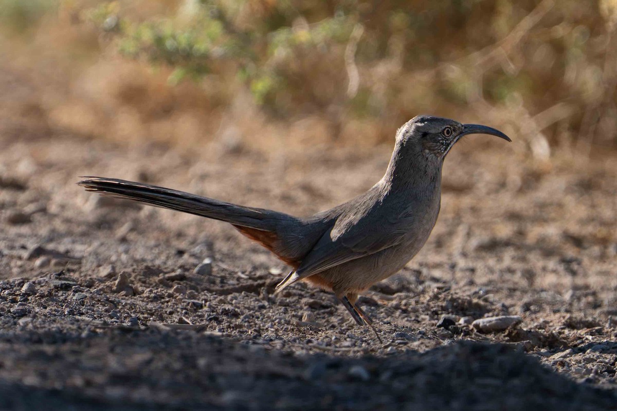 Crissal Thrasher - ML644840353