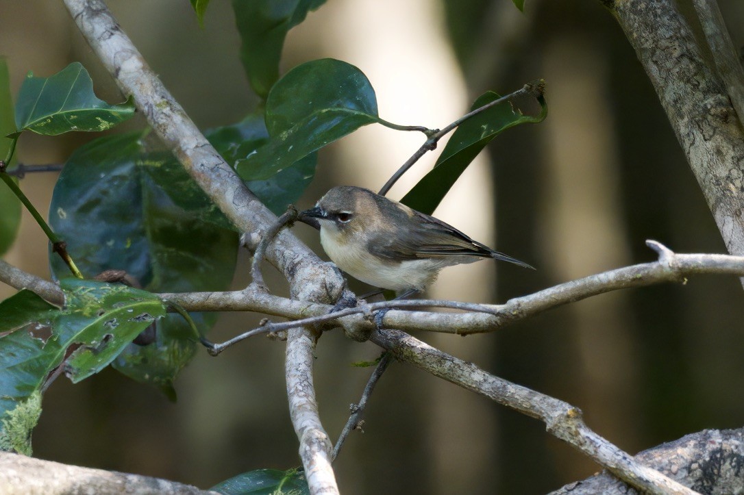 Gerigón Picudo - ML644840357