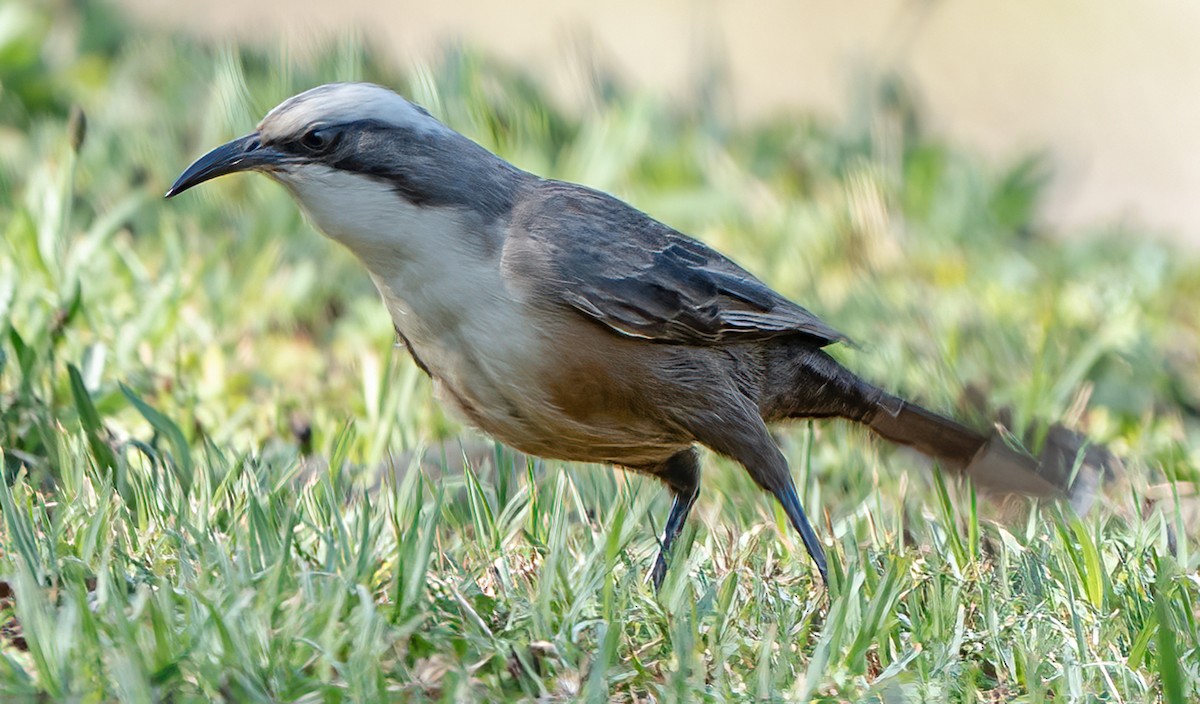 gråkronelarmtrost - ML644840363