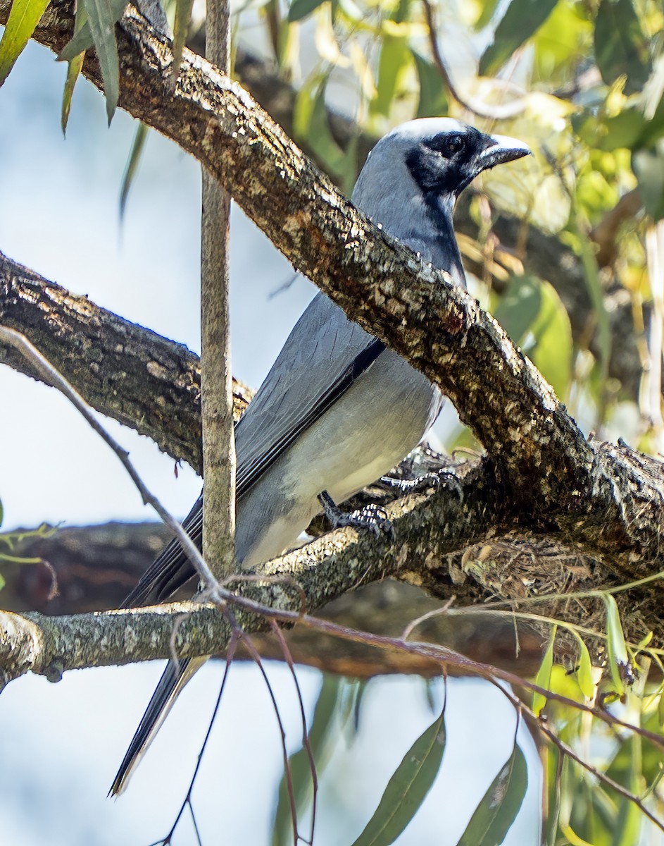 Black-faced Cuckooshrike - ML644840376