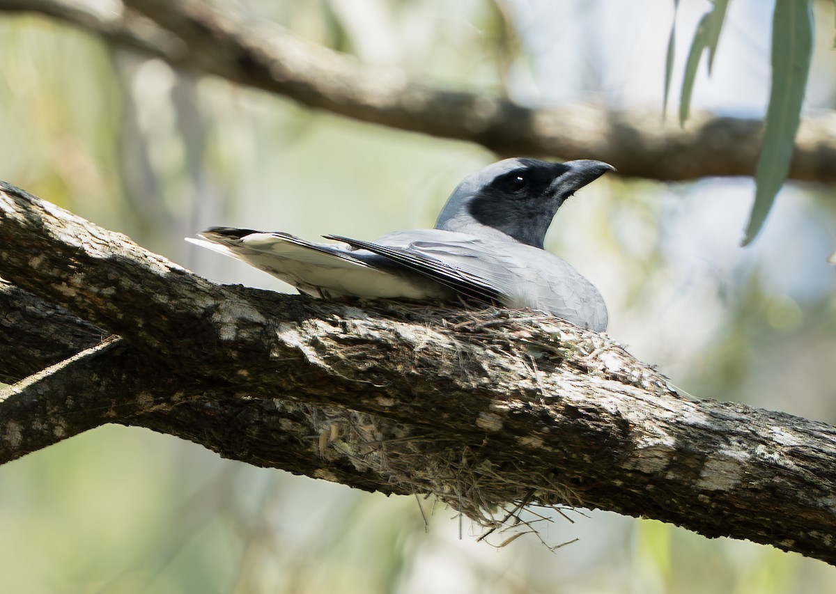 Black-faced Cuckooshrike - ML644840377
