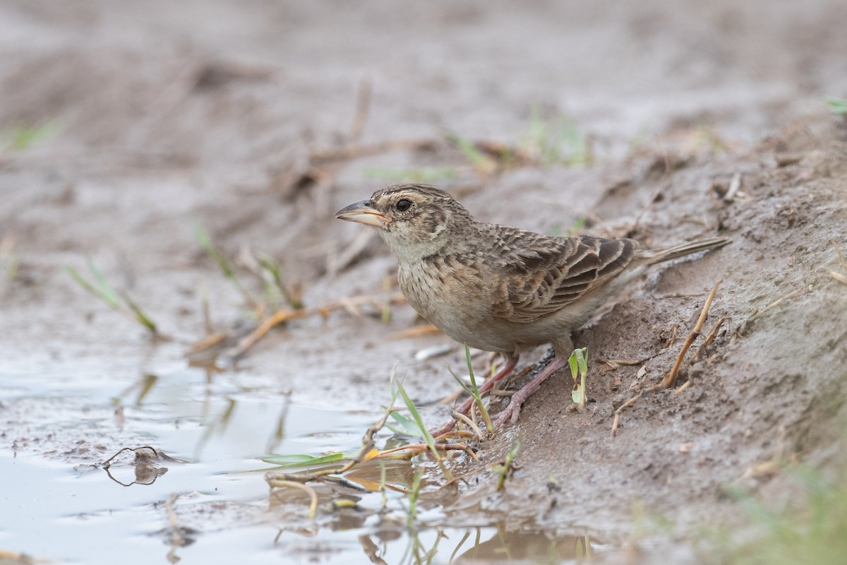 Singing Bushlark - ML644840398