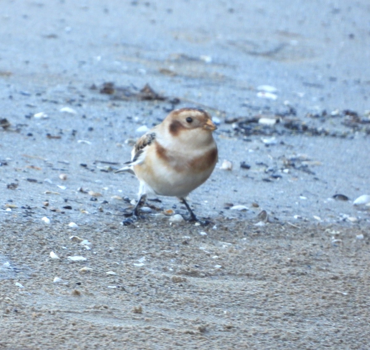 גיבתון שלג - ML644840409