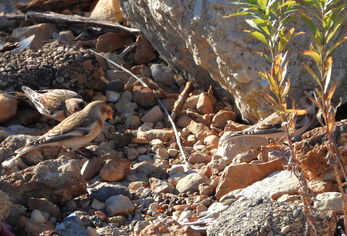 גיבתון שלג - ML644840421