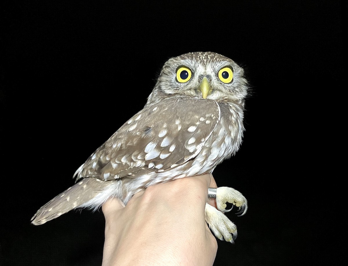 Little Owl - ML644840424
