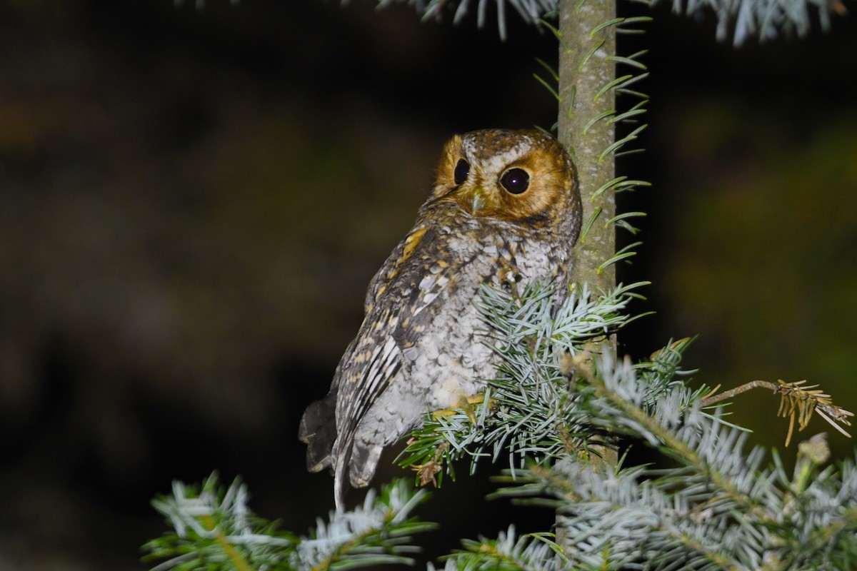 flammeugle - ML644840436