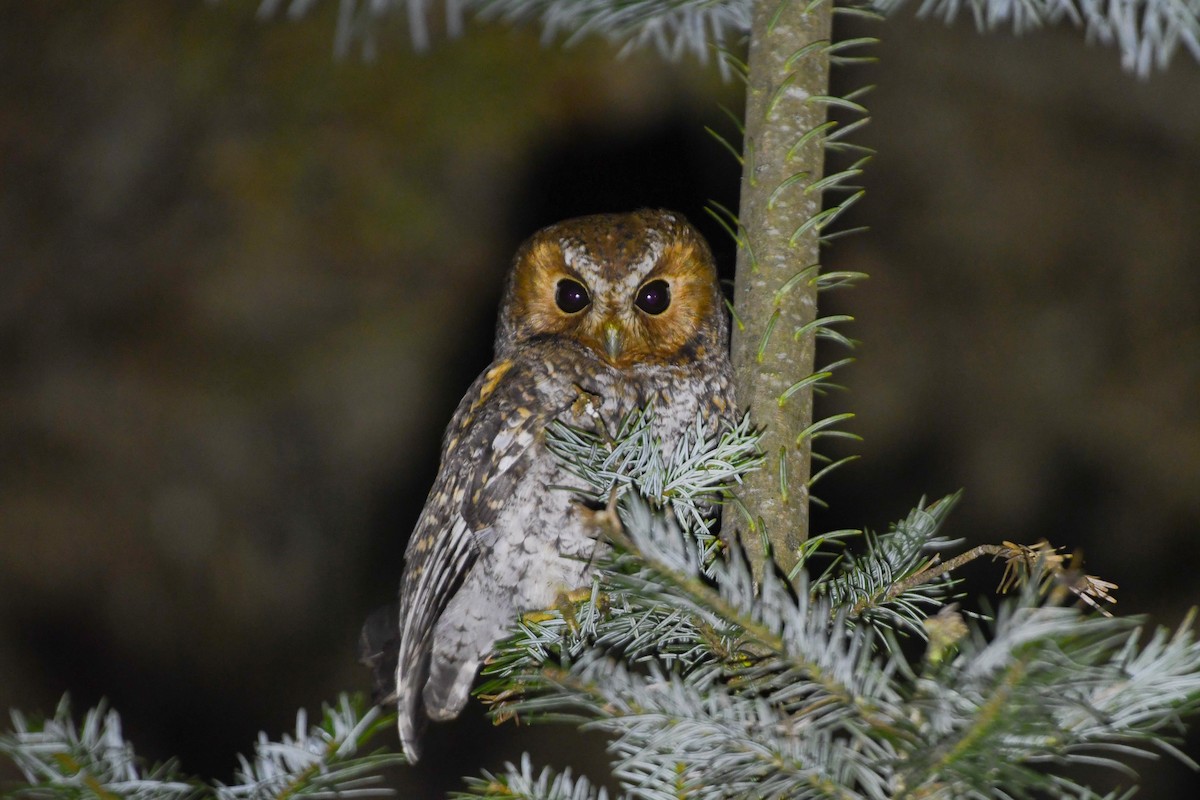 flammeugle - ML644840437