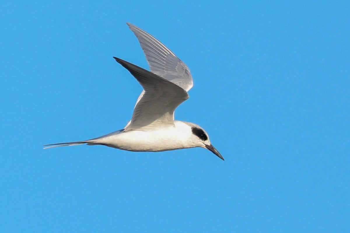 Forster's Tern - ML644840439