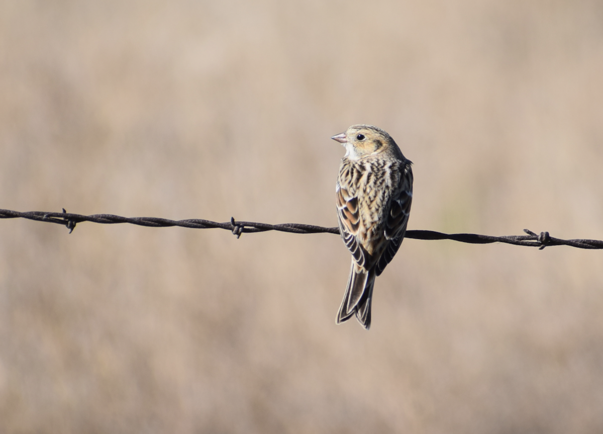 Lapland Longspur - ML644840443
