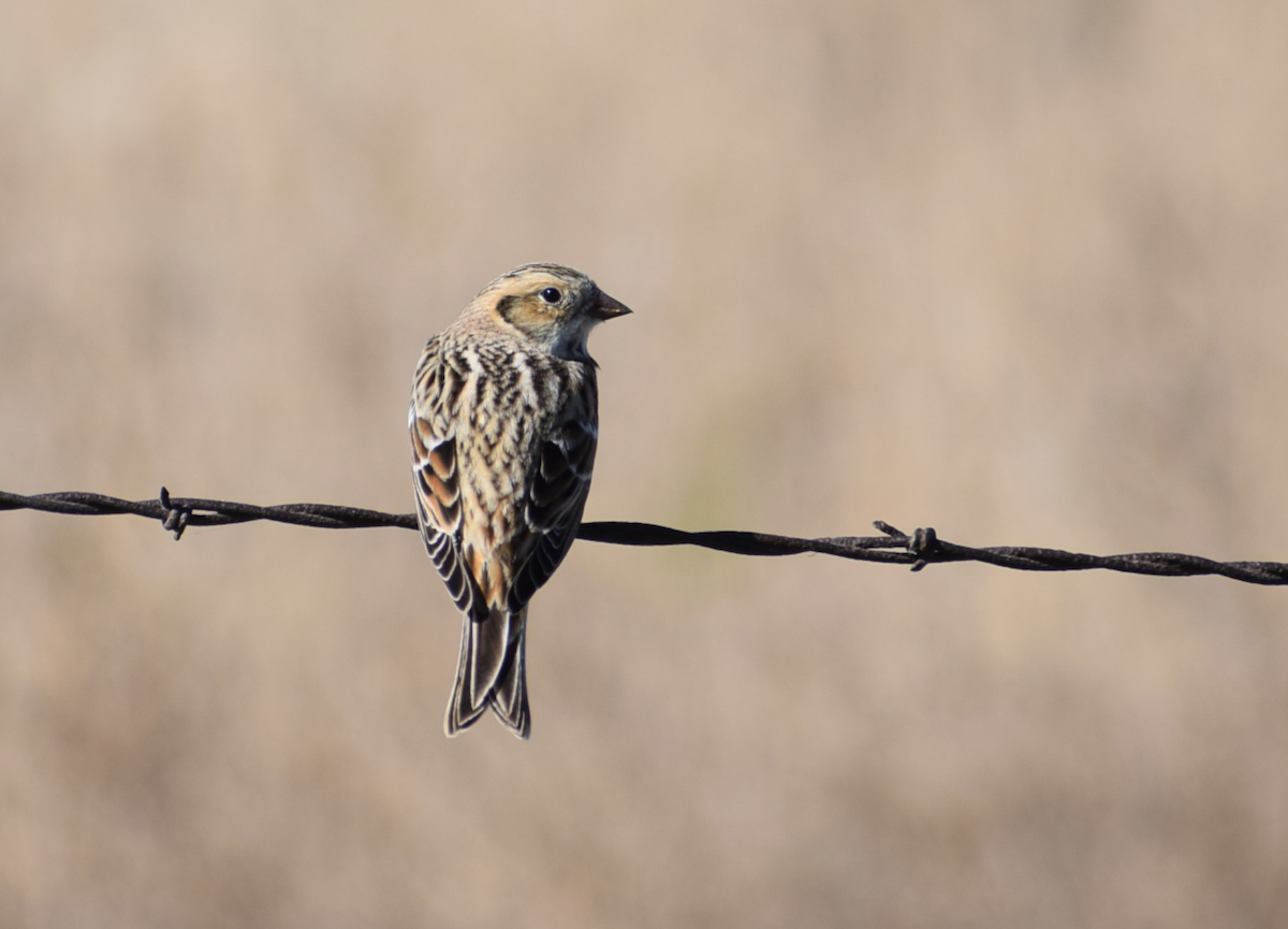Lapland Longspur - ML644840444
