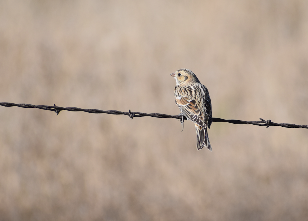 Lapland Longspur - ML644840445