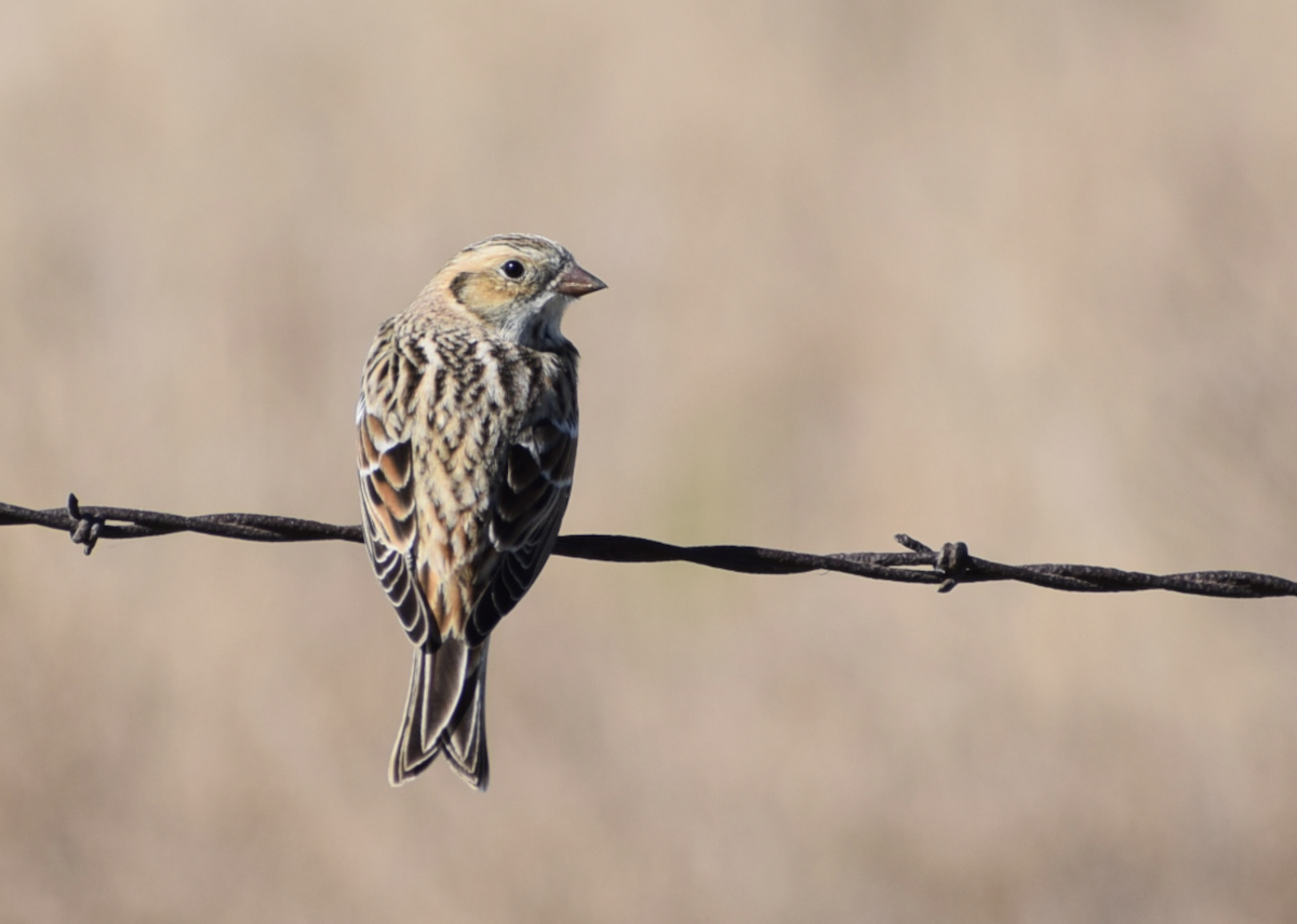 Lapland Longspur - ML644840446