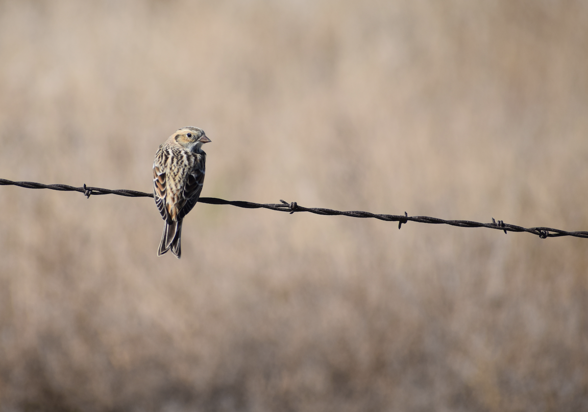 Lapland Longspur - ML644840447