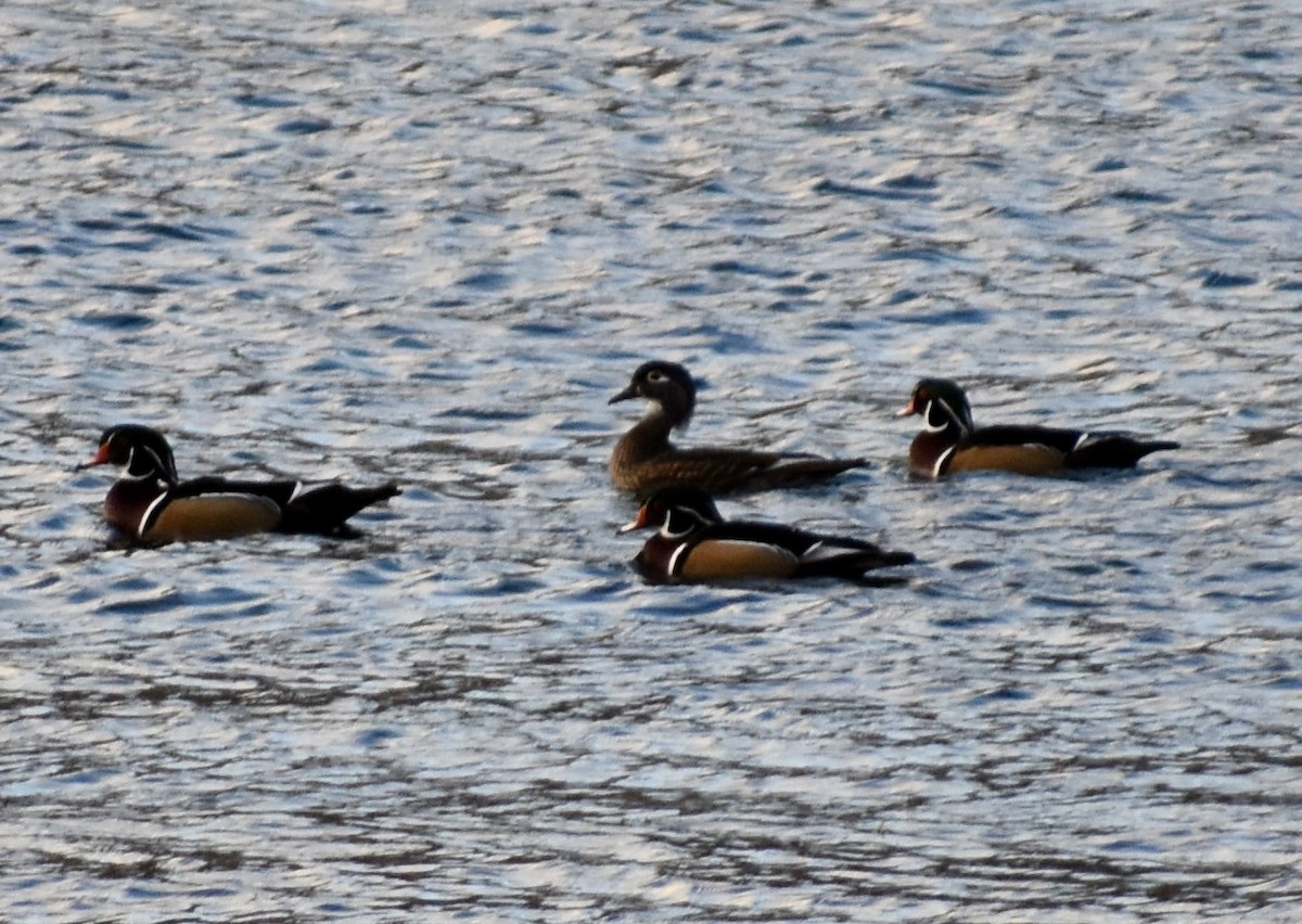 kachnička karolínská - ML644840448