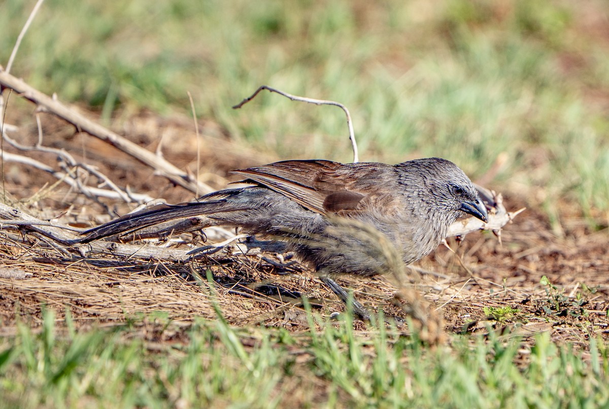 Apostlebird - ML644840451