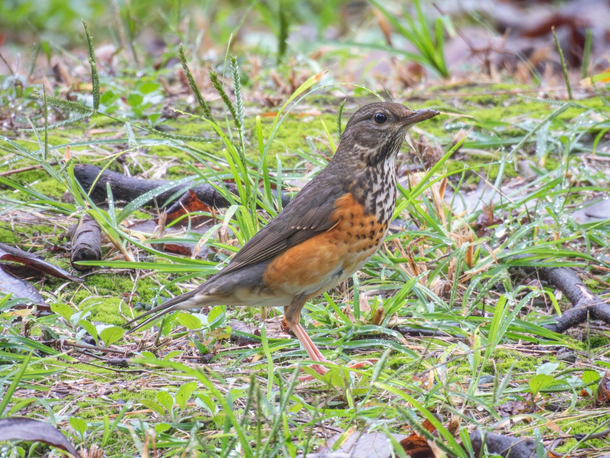 Gray-backed Thrush - ML644840453